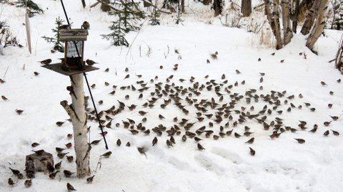 A flock of common redpolls feeding on seeds in feeders and snow. Photo: ©Kim Behrens
