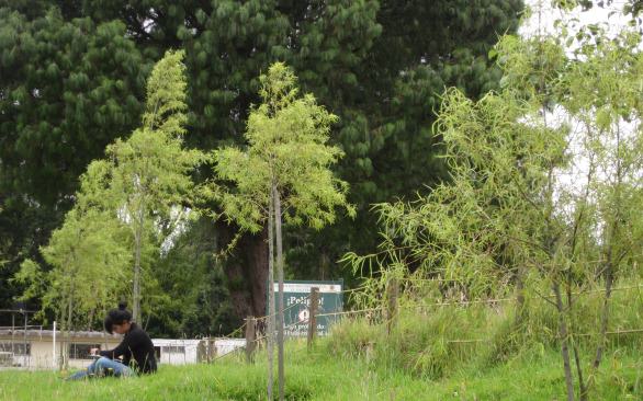 A participant of the urban forest values studies in Bogotá in a small wetland in the city, which is surrounded by recent plantings of the local “sauce bogotano”, a local tree species of willow. Photo: Camilo Ordóñez)