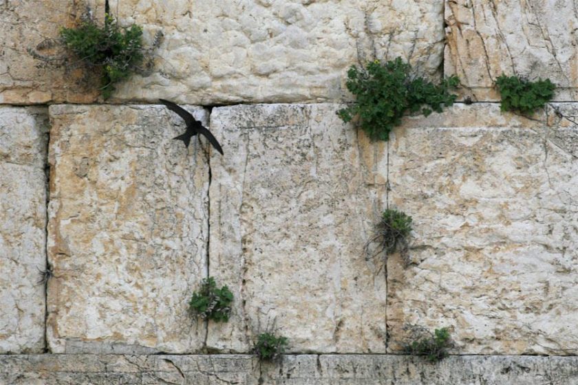 It is interesting to note that in 2003 the Jerusalem Development Authority undertook the enormously costly job of ārepairingā faults in the walls of the Old City and the Western Wall. This might have meant extinction for the swifts and other flora and fauna in and on these ancient walls, had it not been for the swift action ( not meant as a pun) of the Society for the Protection of Nature in Israel and the International Swift Loversā Organization, who stepped in and saved important urban nature for Jerusalem.