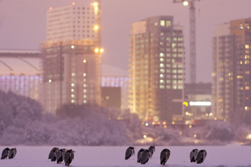 Grey herons at råstasjön. By (copyright)J onathanStenvall