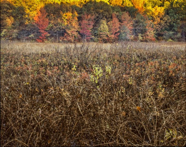 Islington Pond. Photo (copyright) Mike Feller