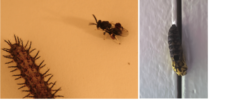 Pupae