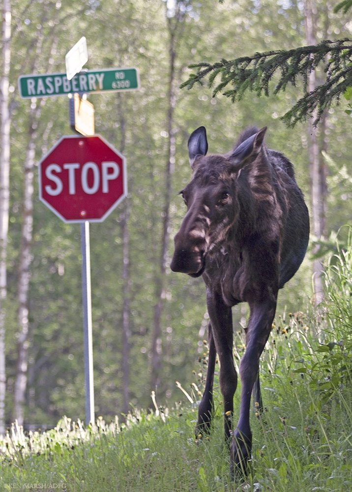 Anchorageâs human residents share their city with hundreds of moose, who must negotiate assorted urban challenges. Used with permission of Alaska Department of Fish and Game