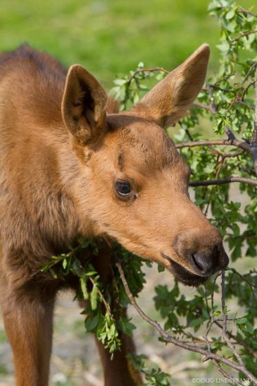 Cinnamon colored, moose calves usually weigh 30 to 35 pounds when theyâre born in late May or early June and will weigh 300 to 400 pounds by the fall. Photo: Doug Lindstrand