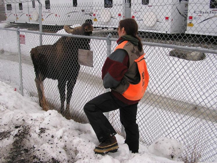Former Alaska wildlife manager Jessy Coltrane watches a young moose that got âstuckâ inside a fenced area and will need help finding its way out. Used with permission of Alaska Department of Fish and Game