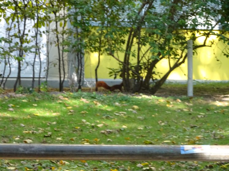 picture_2_fox-in-berlin