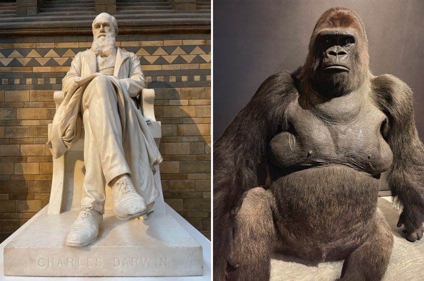 Side by side pictures of a marble statue of a man sitting and a taxidermized gorilla sitting