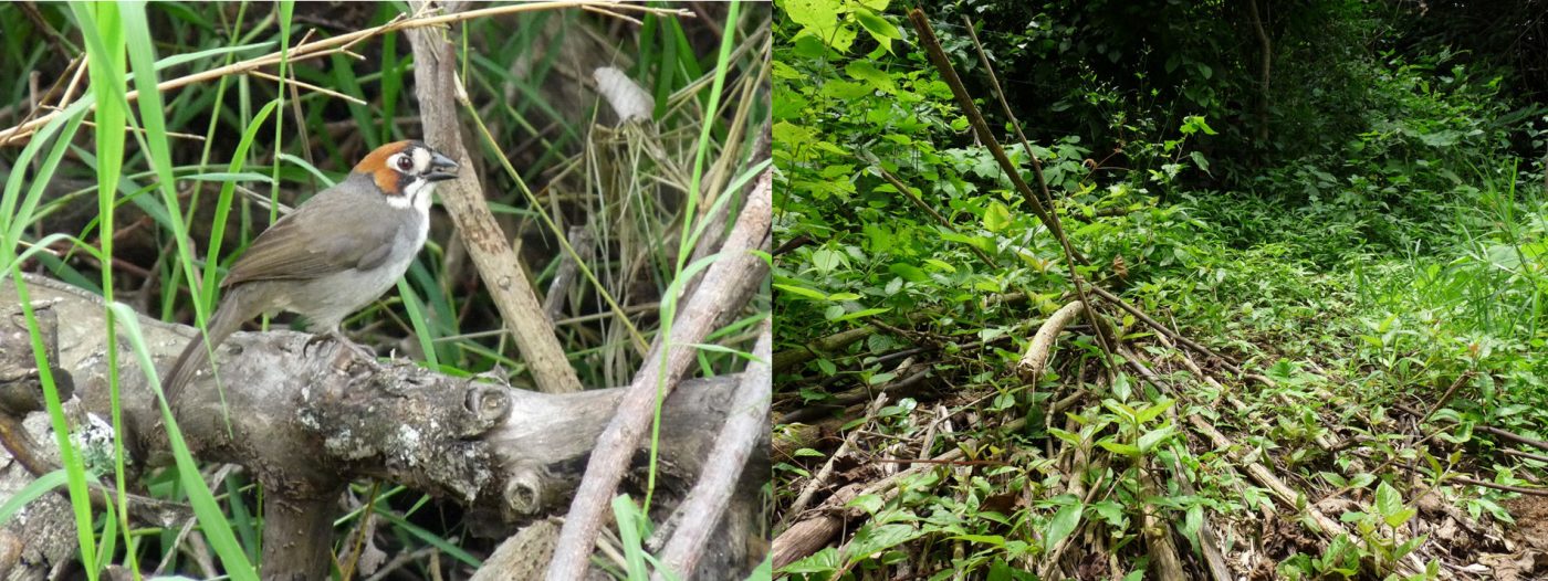 A picture of a bird standing on a pile of sticks and a picture of a thicket of branches and twigs on a forest floor