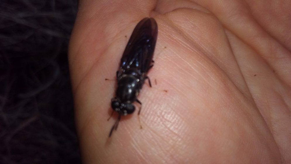 A picture of a long black insect on someone's hand