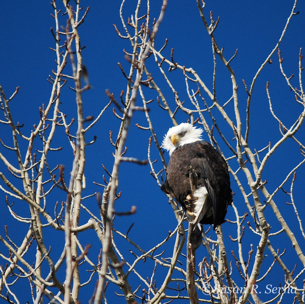 Rediscovering Wildness—and Finding the “Wild Man”—in Alaska’s Urban Center