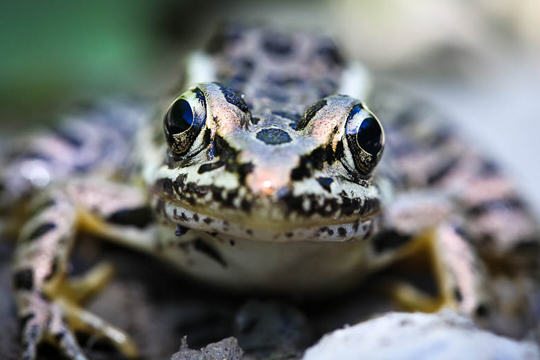 Cities and Biodiversity Outlook—Unprecedented Opportunities Lie Ahead in Greening Urban Expansion