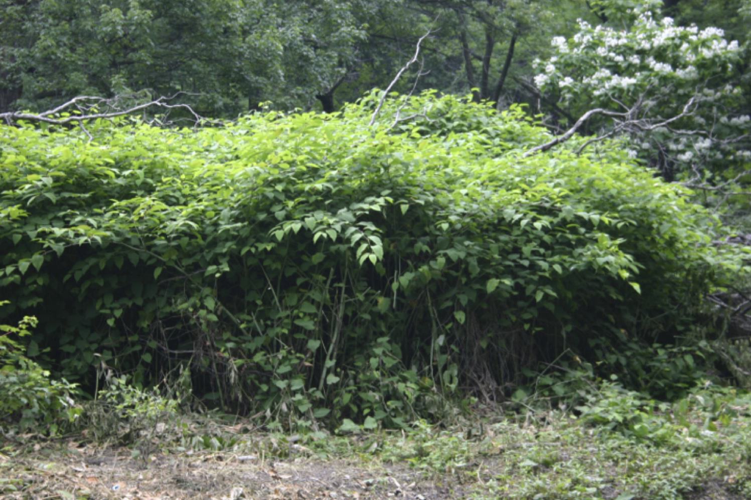 Our Changing Urban Nature: Time to Embrace Exotic Species? (Or at Least Some of Them)