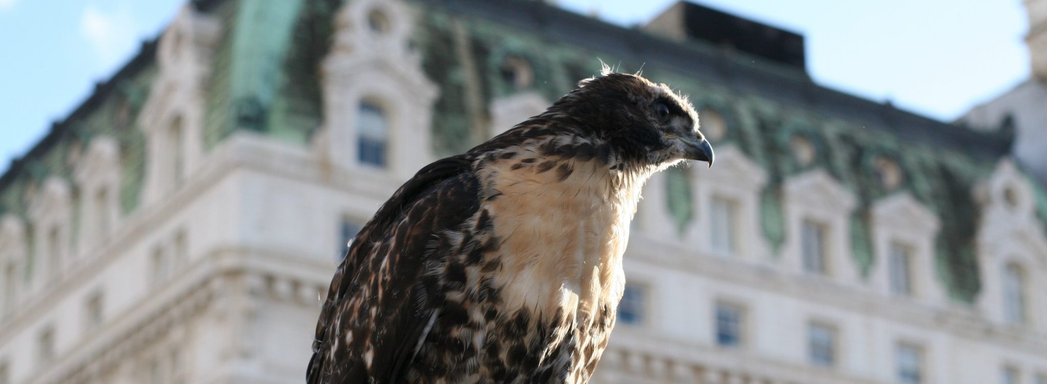 Fire Escape Red-tails