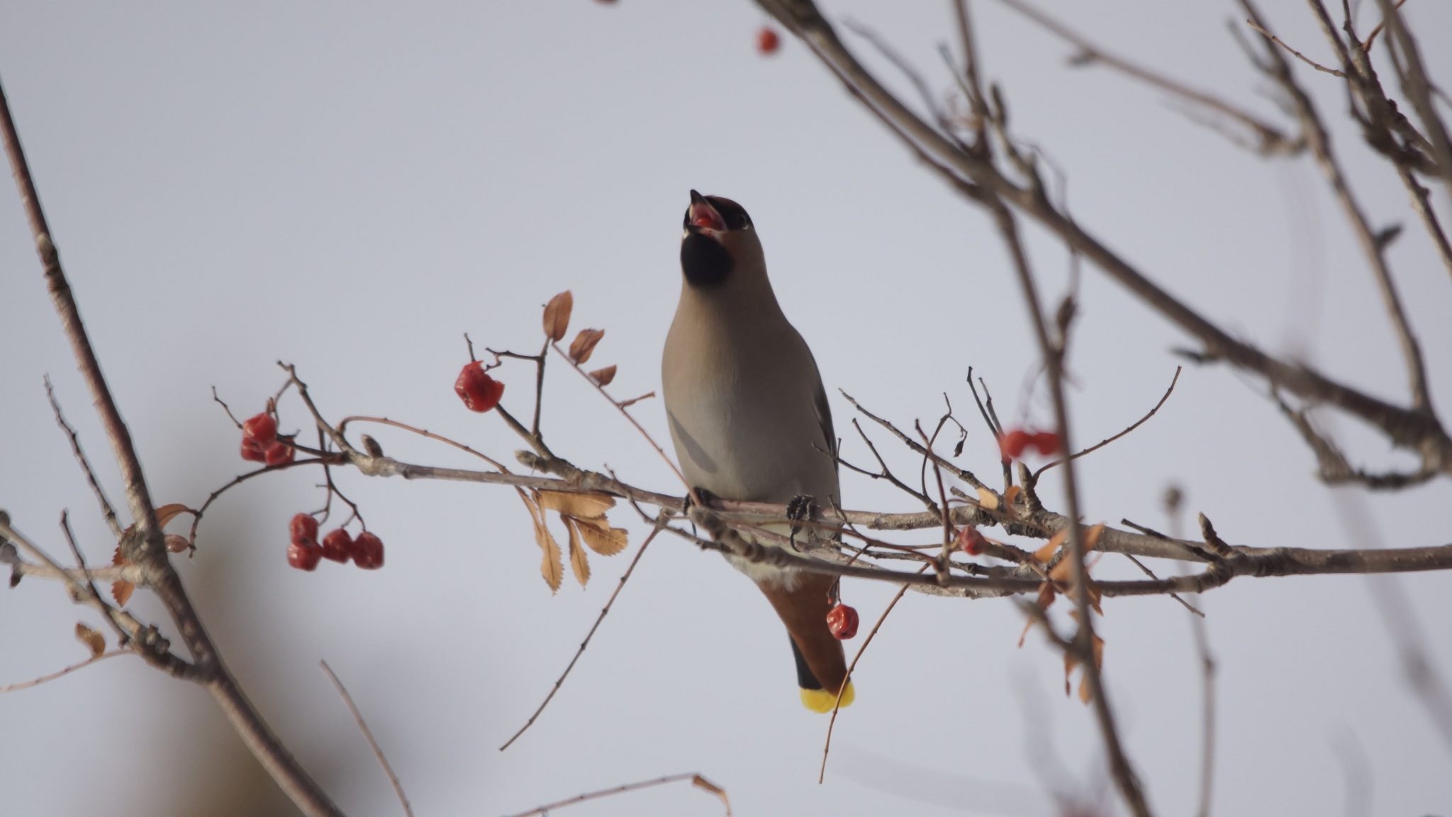 Musings on Winter’s Darkness and the Ways that Birds Brighten Urban Lives