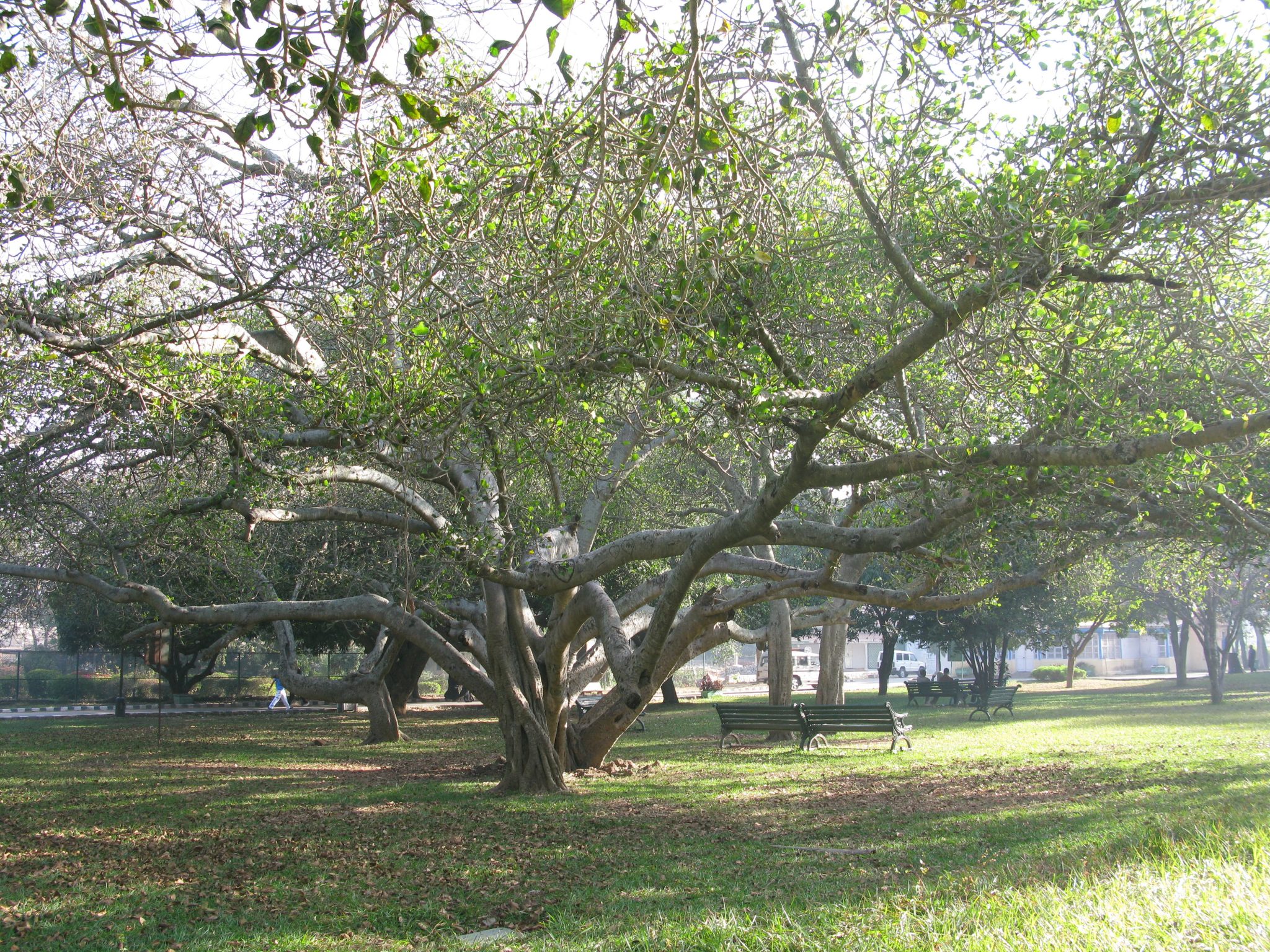 Biodiversity and the City—Challenges for India