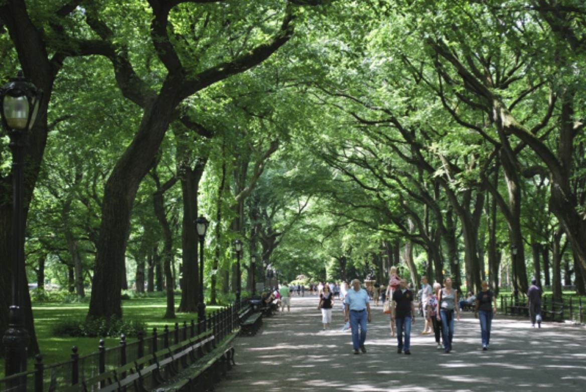 Getting Beyond Plant PR: Accounting for Both Services and Disservices of Urban Green Infrastructure