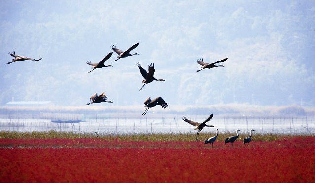 Nature in Movement: Bird Flyways as Engines of Economic Growth and Conservation for City Managers
