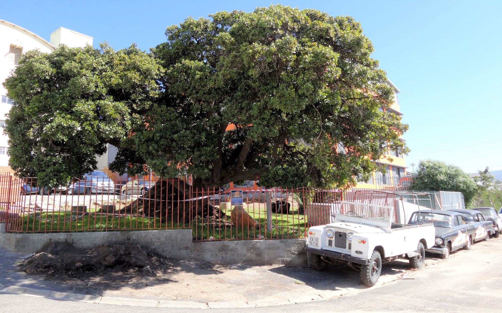 Trees as Starting Points for Journeys of Learning About Local History