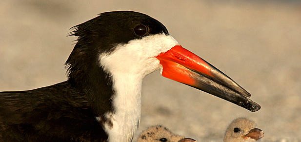 Rebuilding After Hurricane Sandy—A Blueprint for a Better Future for People and Wildlife