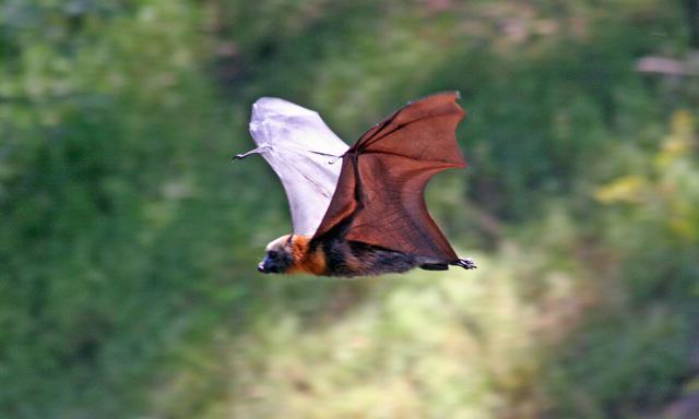 Cities as Refugia for Threatened Species