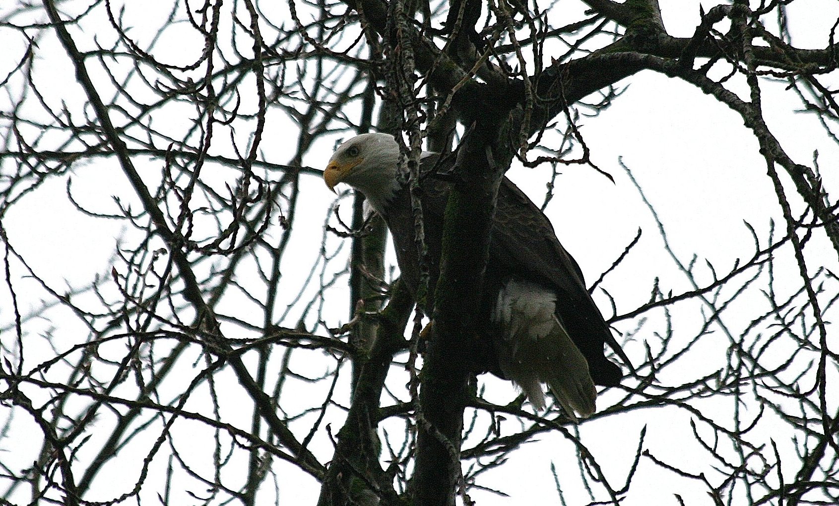 Lessons from a One-eyed Eagle