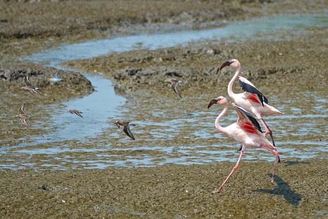 Biodiversity Can Flourish on an Urban Planet