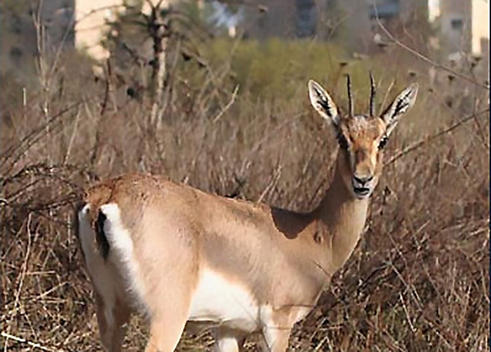Biblical Gazelles Will Soon be Welcoming Visitors to Israel’s First Urban Nature Park