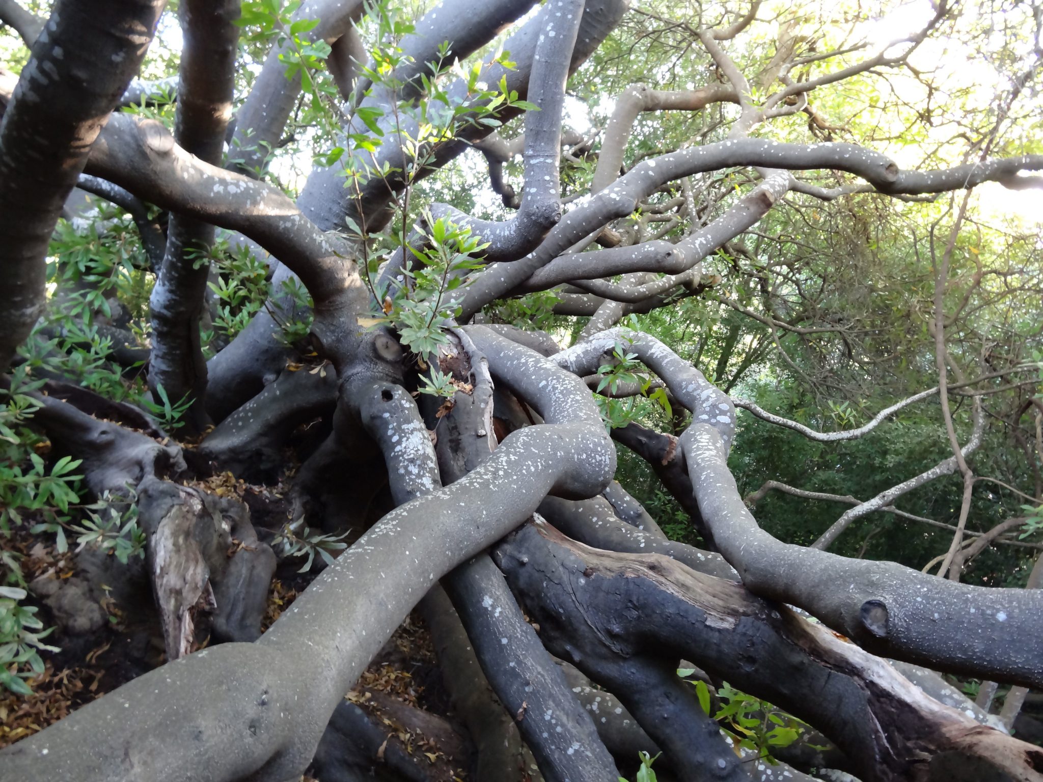 Heritage Trees of Cape Town (Continued)