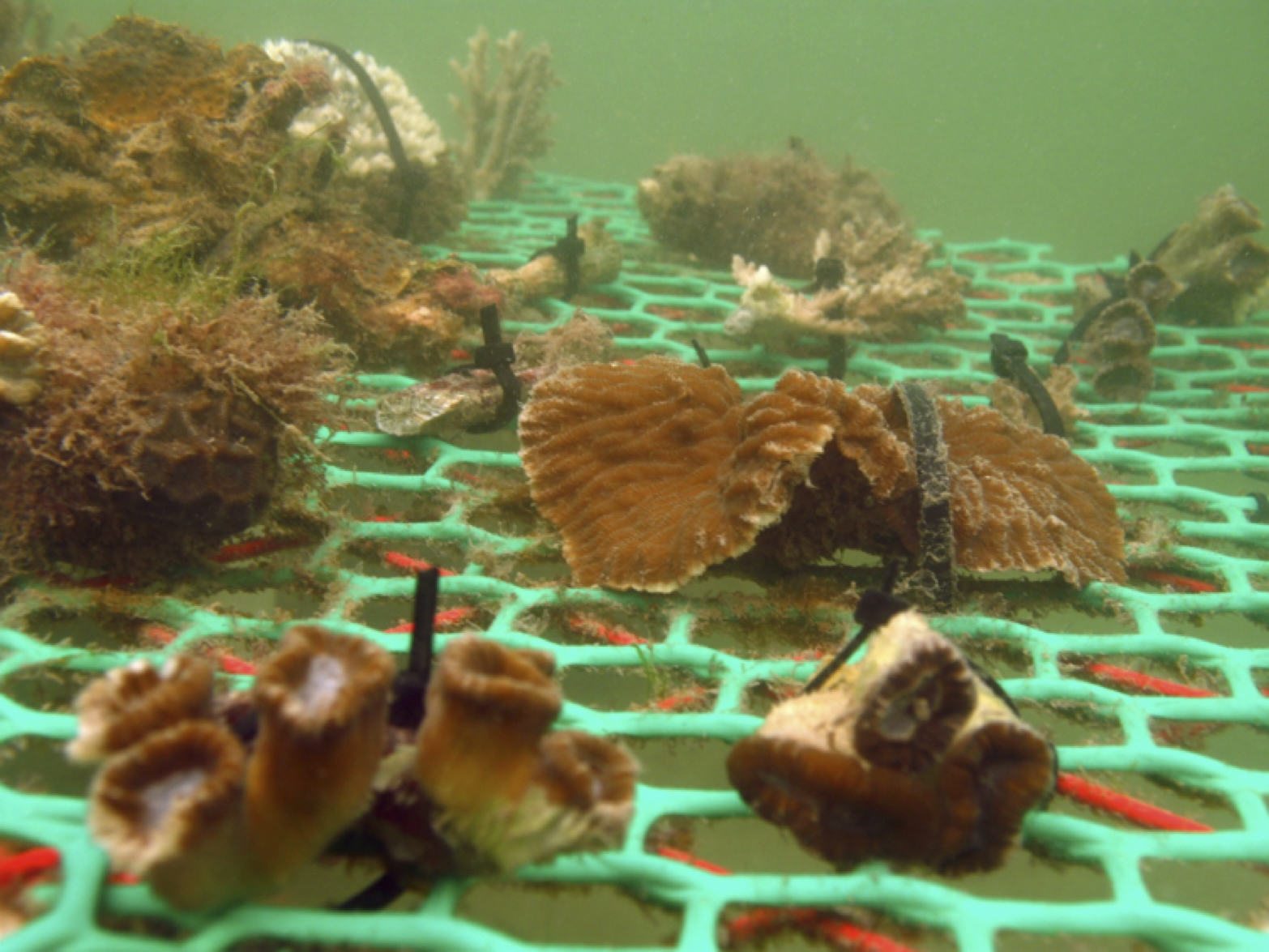 Marine Biodiversity Conservation in Coastal Cities: Tales from Singapore