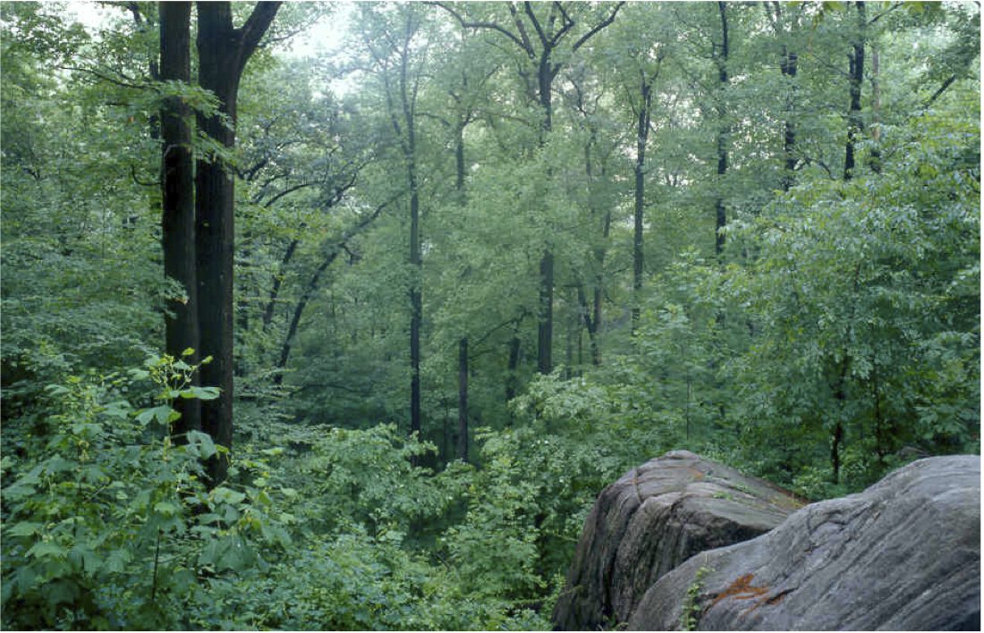 Natural Parks Define American Cities