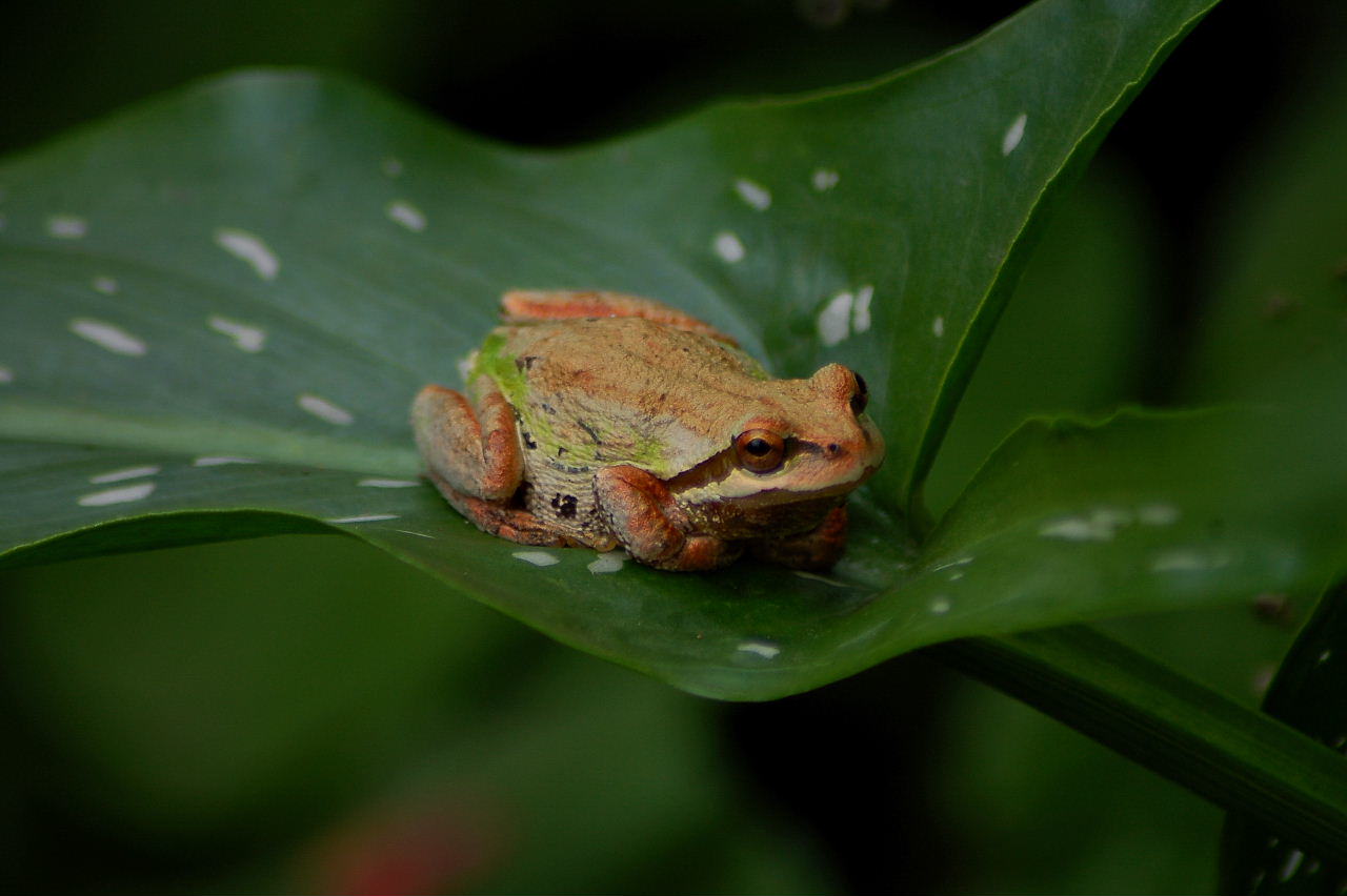 Money for urban biodiversity is scarce. What is the single most important idea, program or action any city should undertake to promote biodiversity?