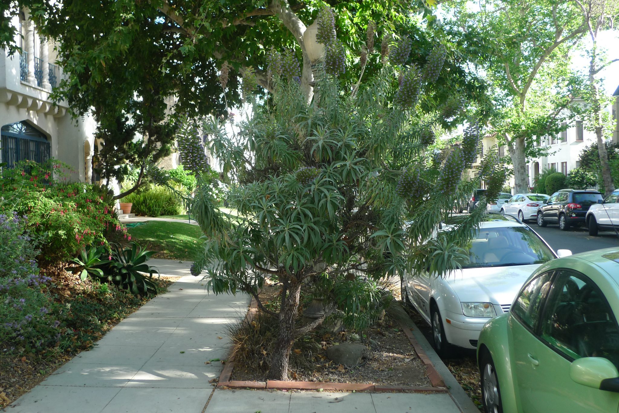 The Palo Verde in My Backyard