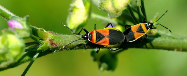 Untapping the Potential of Science-Government Partnerships to Benefit Urban Nature 