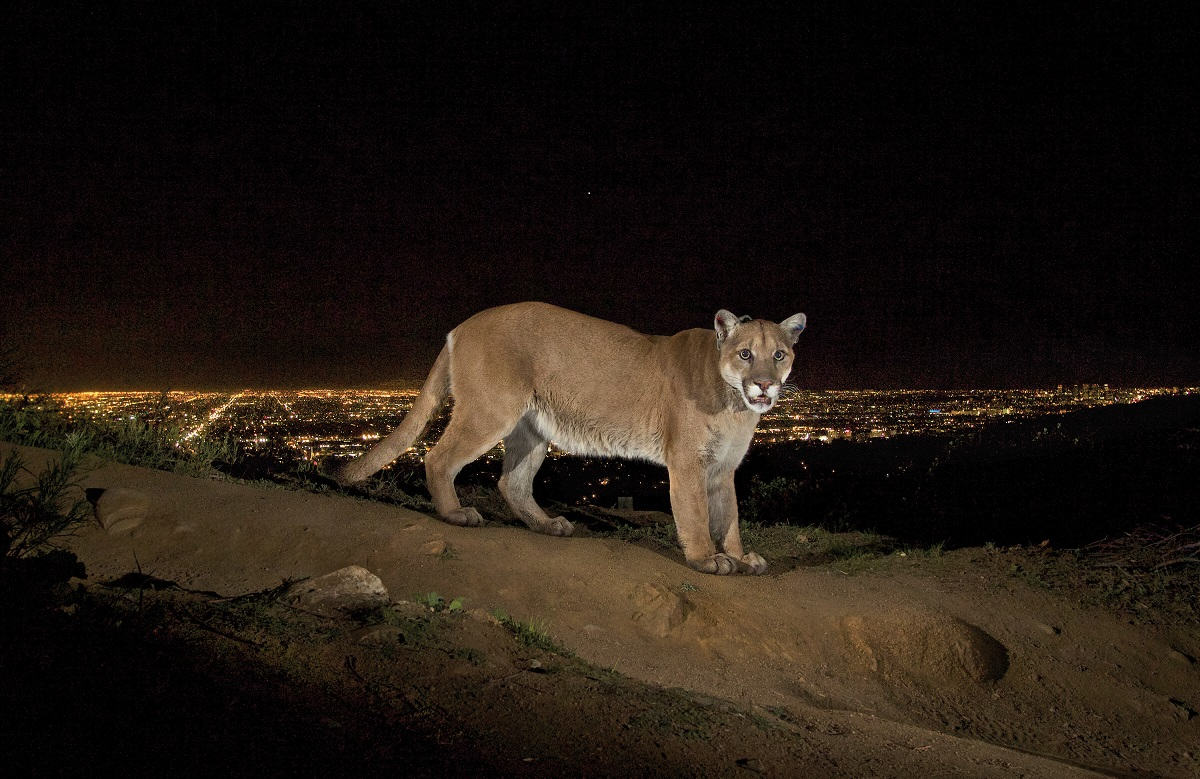 Urban Protected Areas: Important for Urban People, Important for Nature Conservation Globally