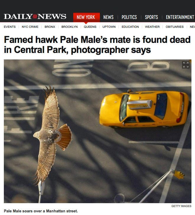Including Animals’ Perspectives Can Expand How We Define Cities