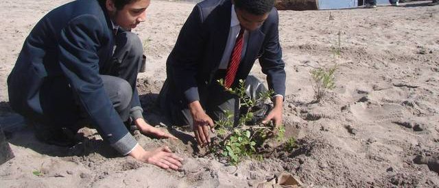 Small Civic-Led Indigenous Planting Schemes: Simply Feel Good Stuff or a Real Ecological Contribution?
