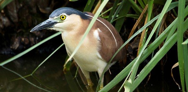 Citizen Science in the City: Lessons from Melbourne’s BioBlitz
