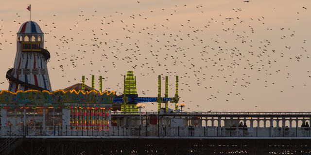 Imaging the urban wild: Fourteen photographers and artists show and talk about their work