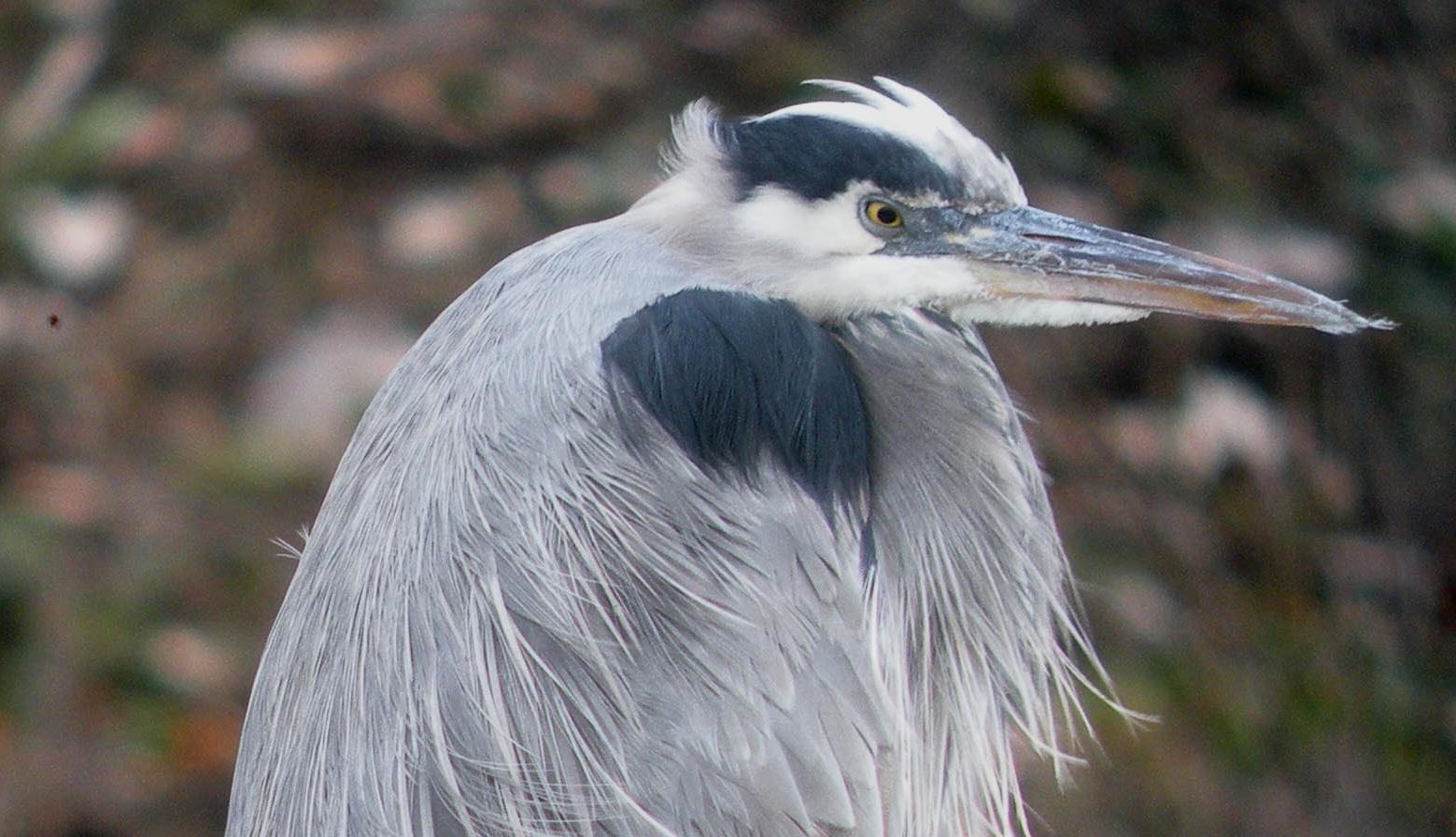 Birds: Iconic Emissaries of Urban Nature