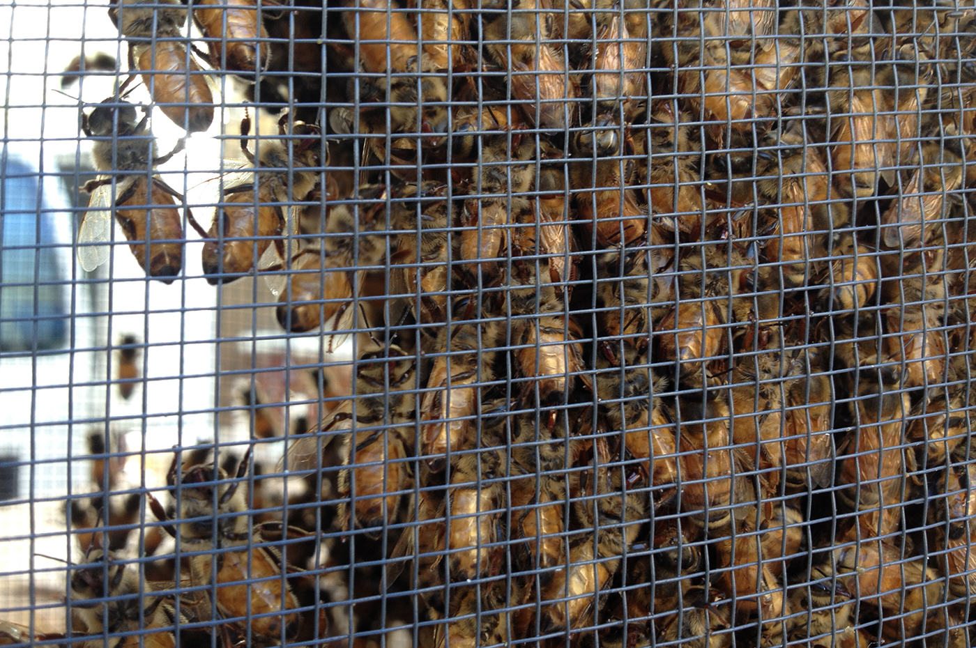 The City Bee. TNOC Podcast Episode 005
