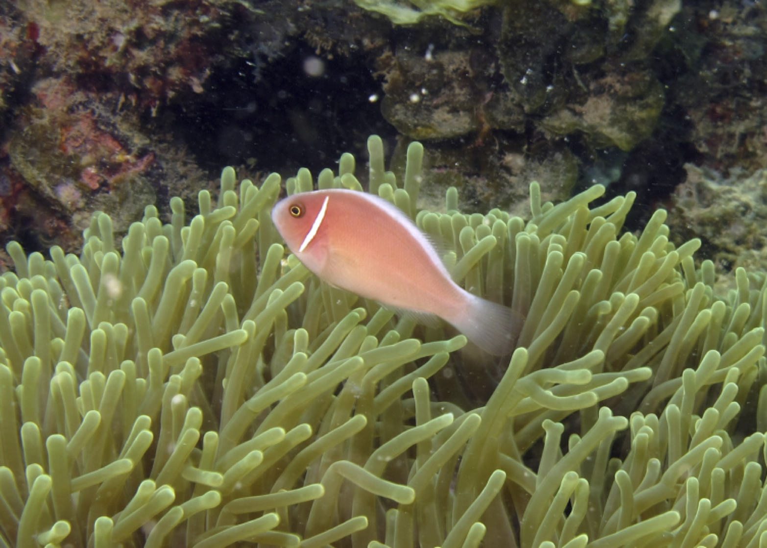 An Urban Journey to the Bottom of the Sea