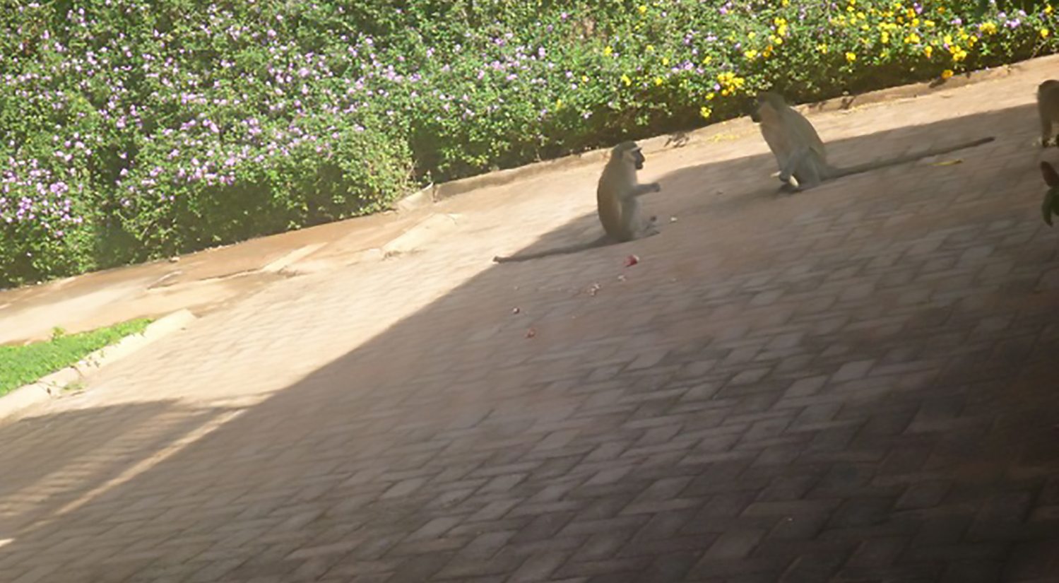 Count Me In: Urban Greening and the Return of Primates in Kampala