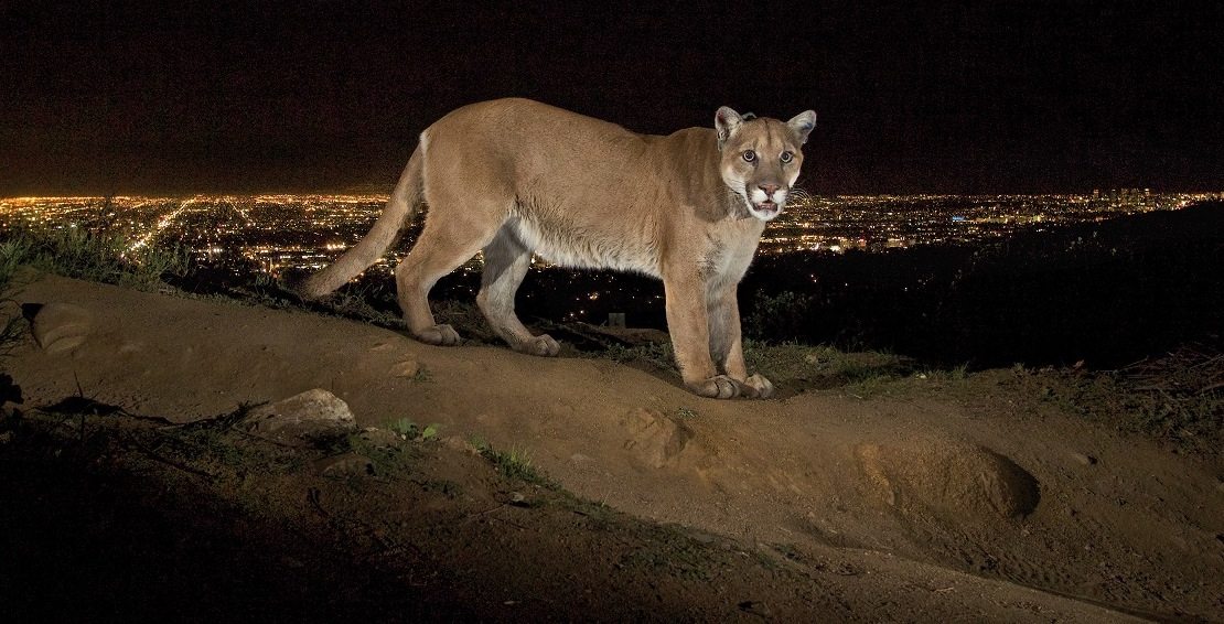 Lions and Roaches and Boars, Oh My! Cities are Full of Animals