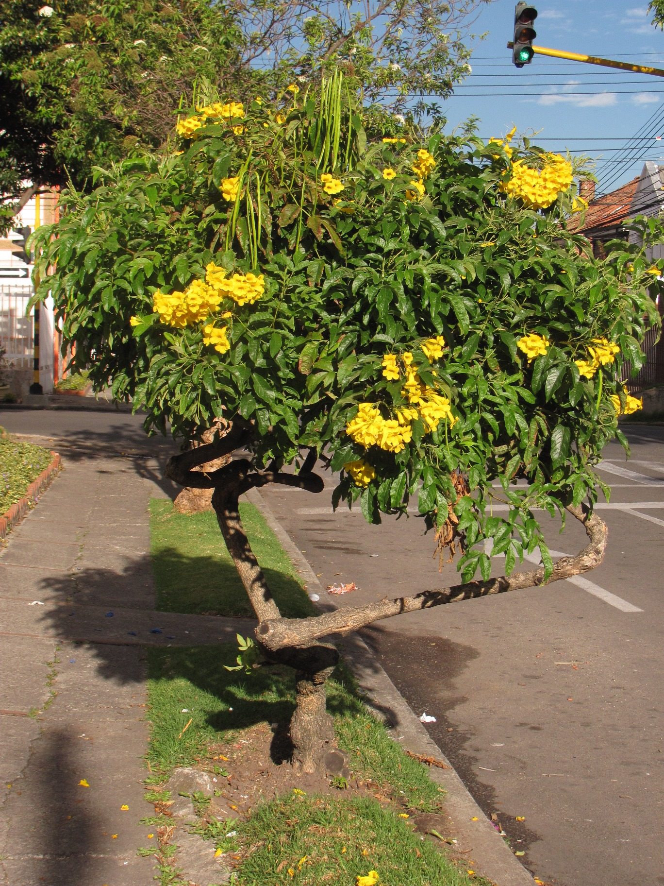 Increasing the Native Plants of Colombian Cities
