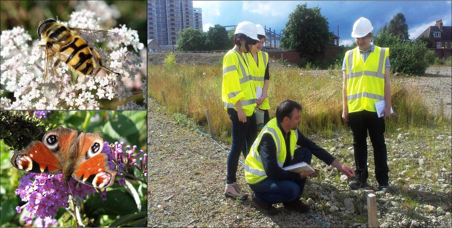 Carbon Capture Gardens: A Nature-Based Solution for Managing Urban Brownfield Soils for Biodiversity and Ecosystem Services