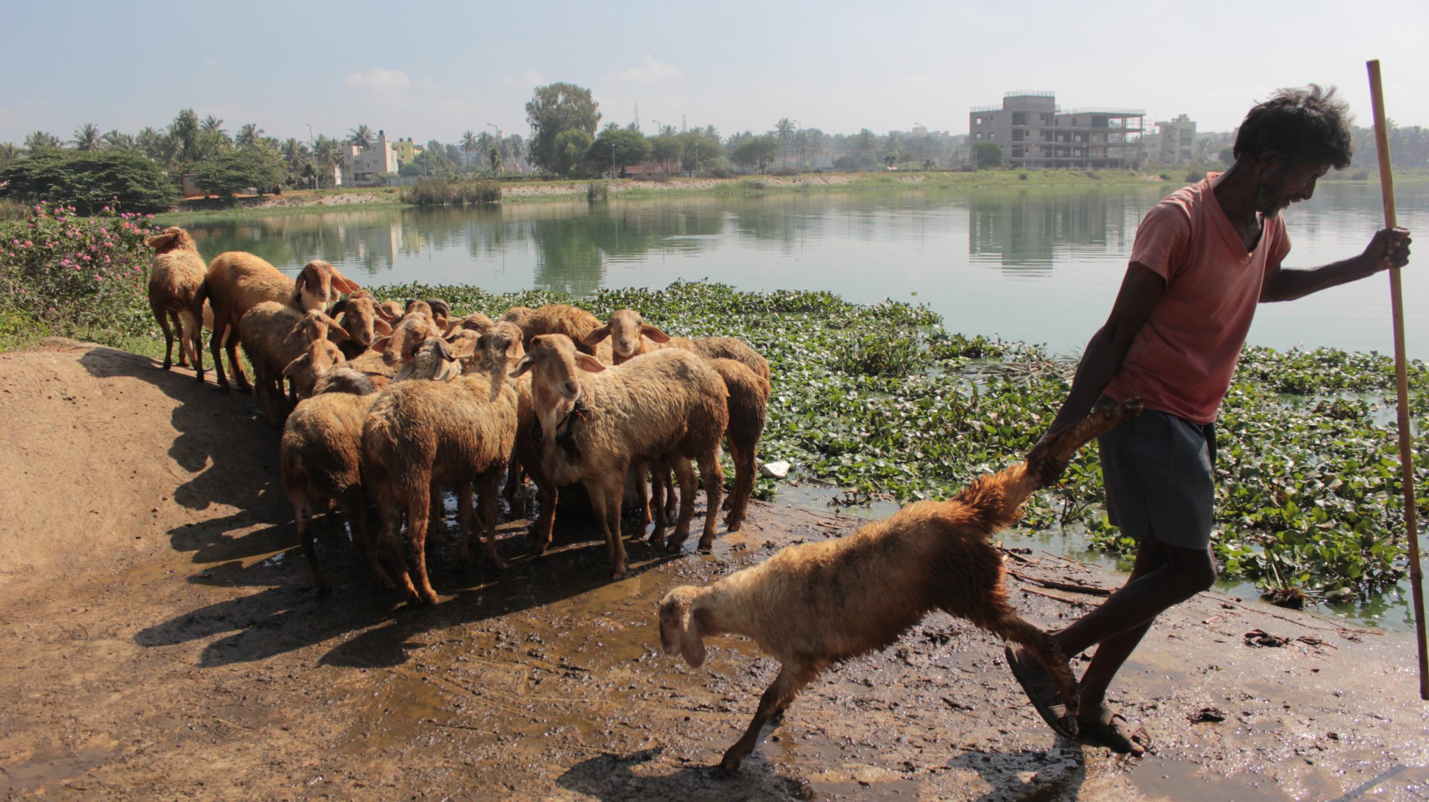 Photo Essay: Life and Water at Rachenahalli Lake