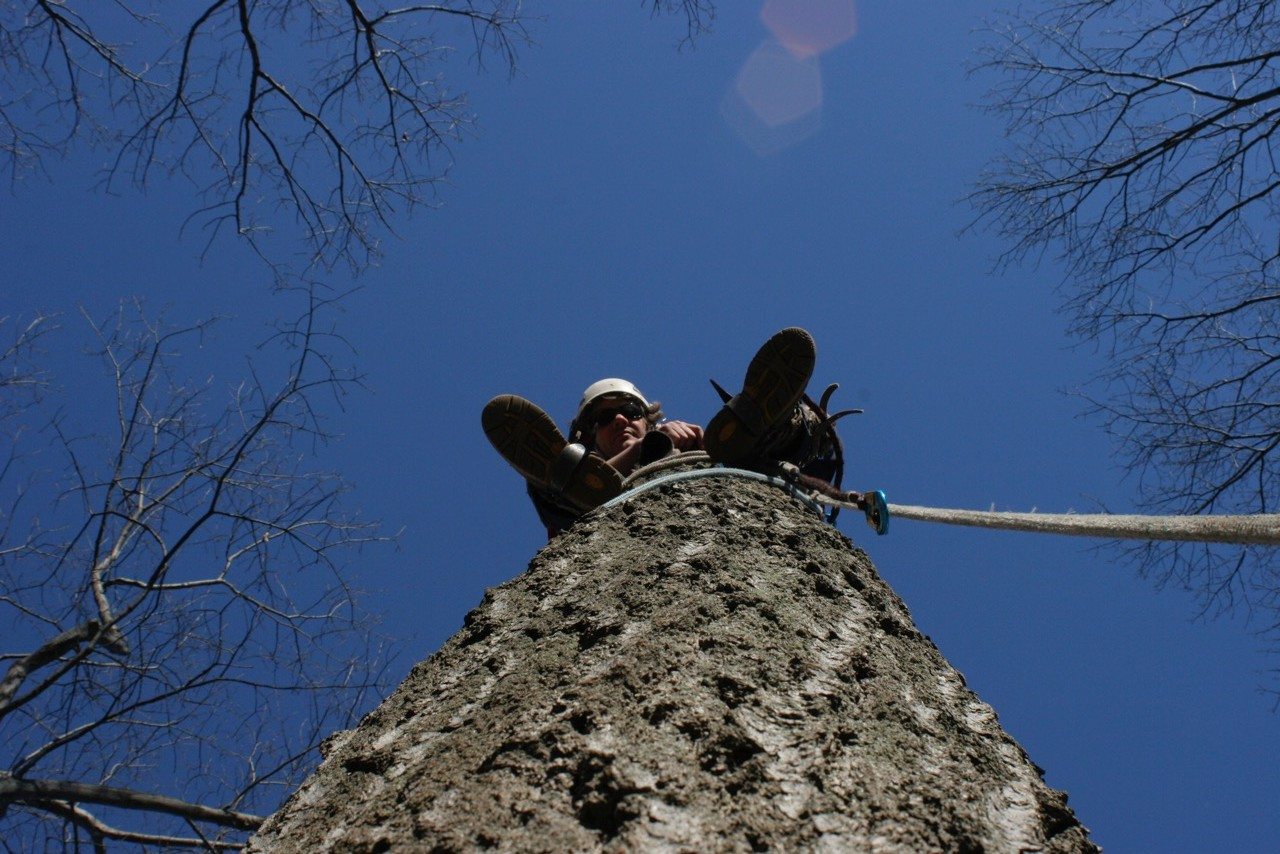 How Perspectives of Field Arborists and Tree Climbers are Useful for Understanding and Managing Urban Forests