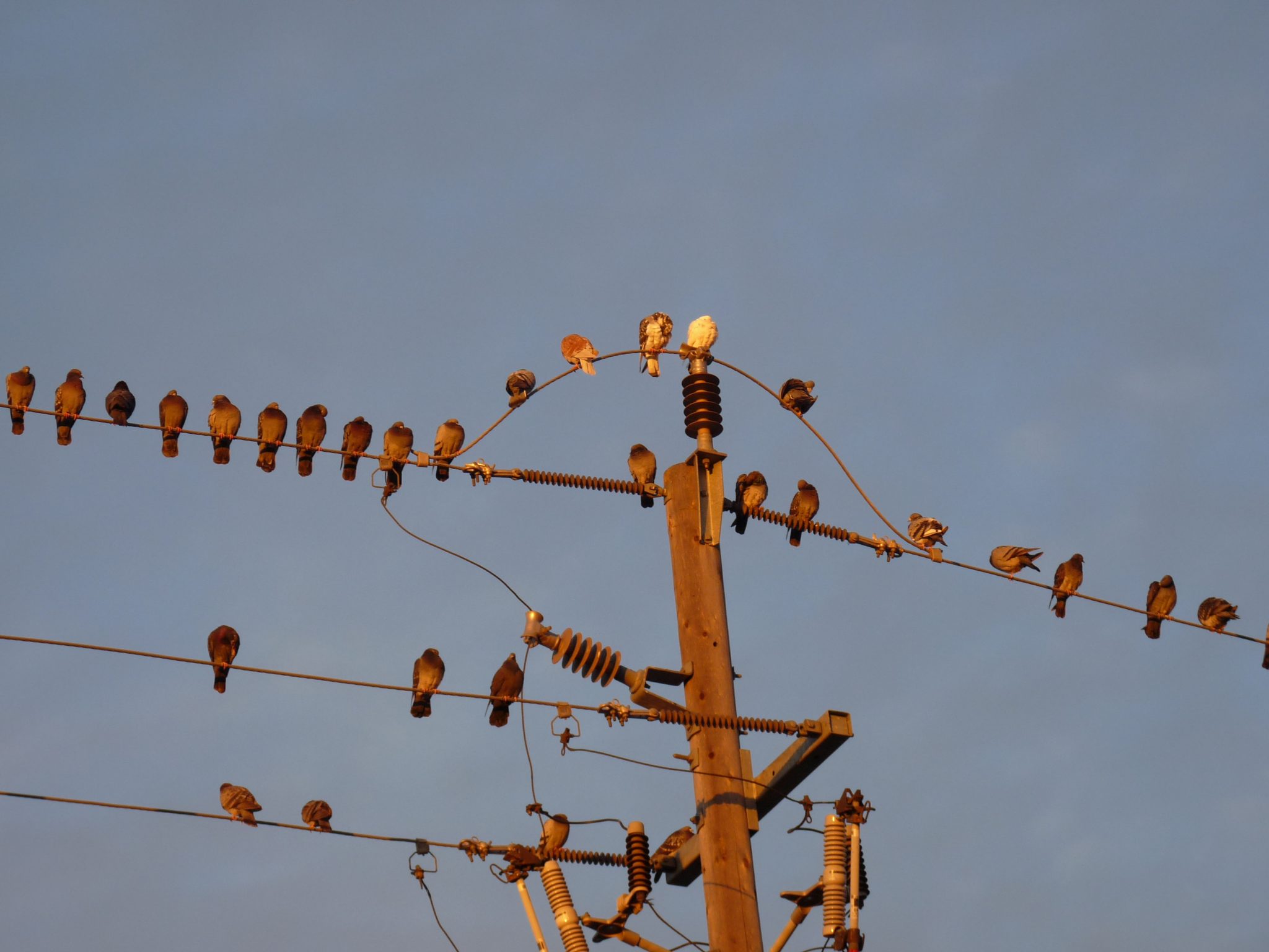 Native Versus Alien Species in Fragmented Urban Natural Habitats: Who’s Winning?
