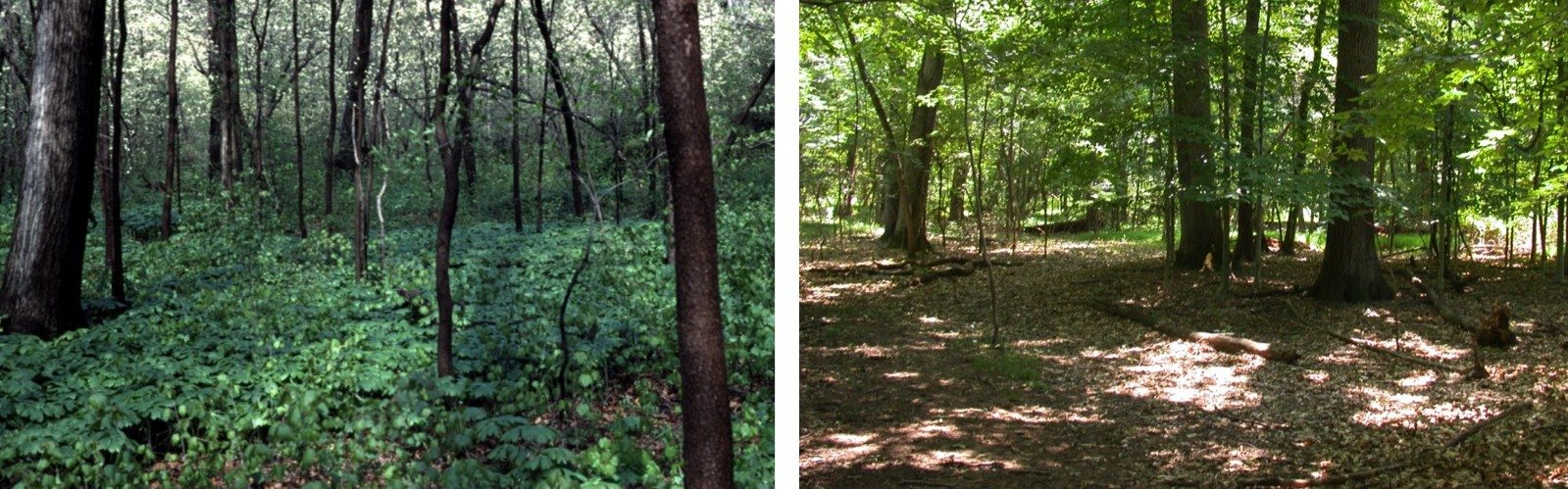 A Threatened Old Forest Tells a Story Relevant to Every Urban Forest