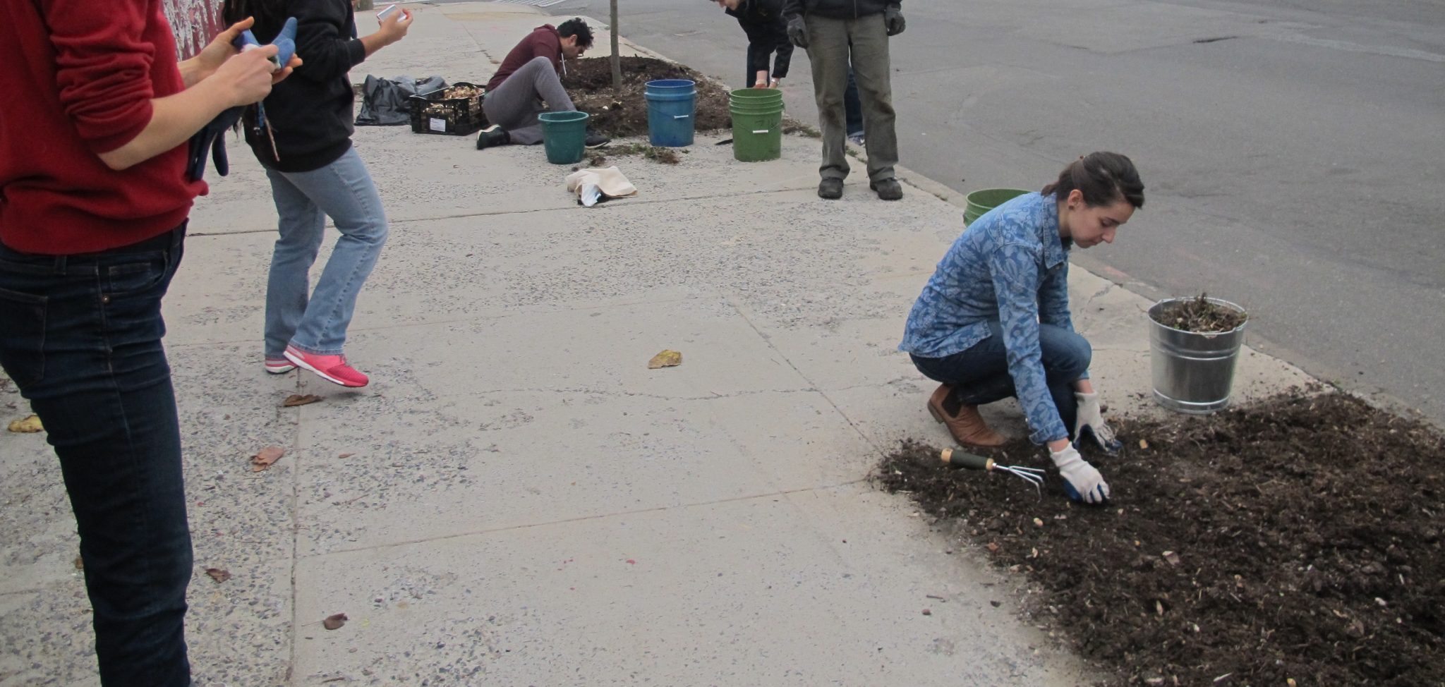 Creating the Pioneer St Corridor: How the Tree Made Me See my Neighbors Differently